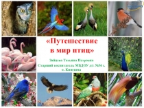 Презентация для дошкольников по окружающему миру: Путешествие в мир птиц