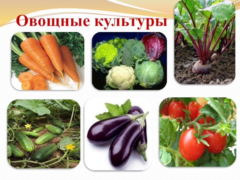 Овощные культуры презентация