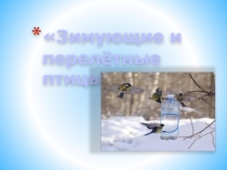 Зимующие и перелетные птицы