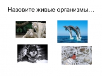 Презентация к уроку биологии в 5 классе по теме Животные