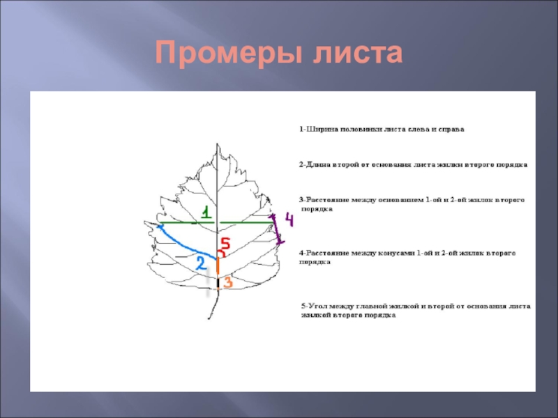 Флуктуирующая асимметрия проект