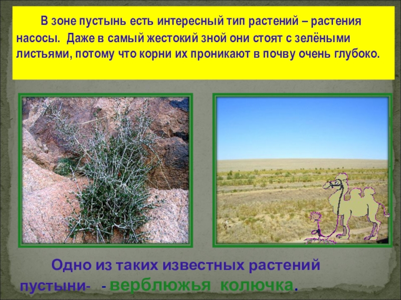 Растения пустыни 5 класс биология. Растения пустыни. Растительный мир пустыни. Растения зоны пустынь. Растения пустыни России.