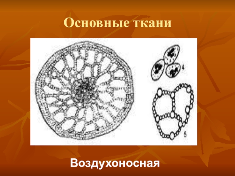 Основной рисунок. Воздухоносная ткань растений строение. Основная ткань паренхима воздухоносная. Основная ткань запасающая воздухоносная водоносная. Воздухоносная ткань аэренхима.