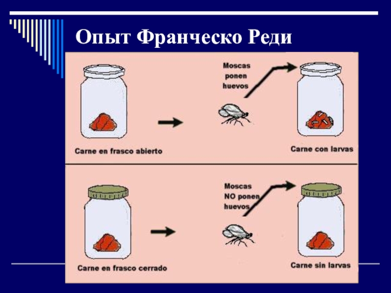 Франческо реди презентация