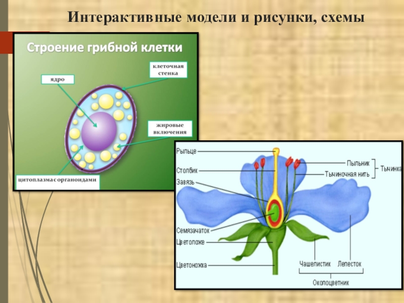 Открытый урок биологии фгос. Моделирование на уроках биологии. Моделирование в биологии примеры. Интерактивные модели по биологии. Моделирование в биологии презентация.