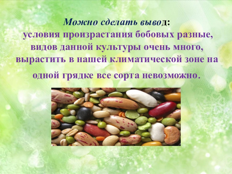 Наличии можно сделать вывод. Бобы доклад. Бобовые условия произрастания. Сообщение о бобах 5 класс биология. Сахарные культуры условия произрастания.