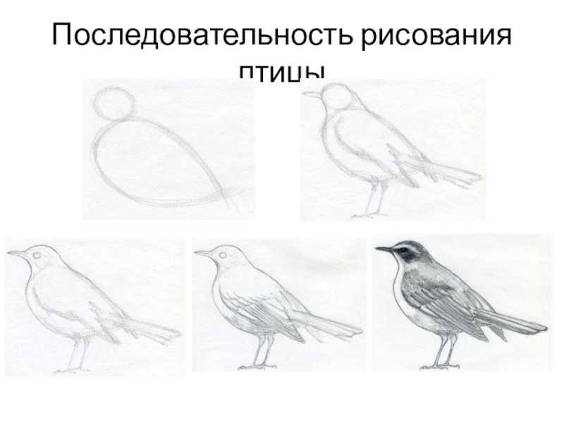 Презентация рисуем птицу 2 класс. Последовательность рисования птицы. Зарисовки птиц. Последовательное рисование птицы. Рисование птички.
