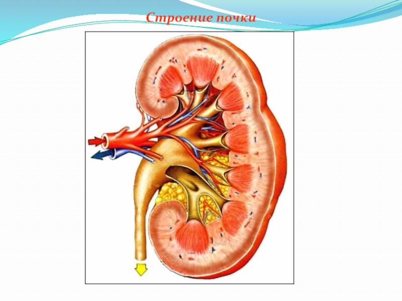 Строение почки анатомия рисунок