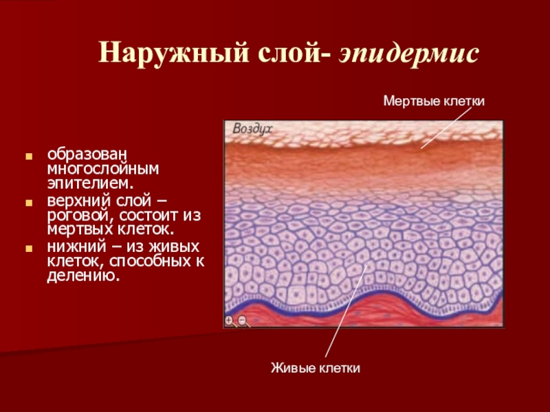 Клетками какой ткани образованы наружный слой кожи