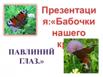 Презентация Бабочки нашего края: Павлиний глаз.