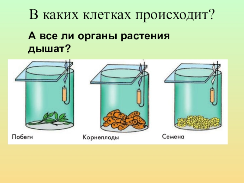 В каких клетках происходит дыхание растений. Опыт доказывающий дыхание растений. Опыт растения дышат. Опыт доказывающий дыхание органов растения. Какие органы растения дышат.