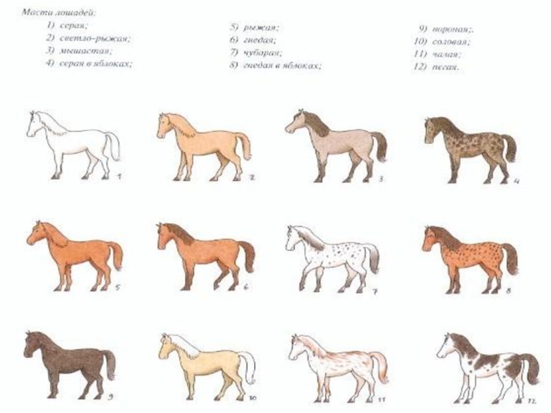 Какая кличка была у коня. Масти лошадей схема. Таблица скрещивания мастей лошадей. Масти и окрасы лошадей. Название цветов лошадей.