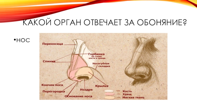 Орган обоняния анатомия презентация