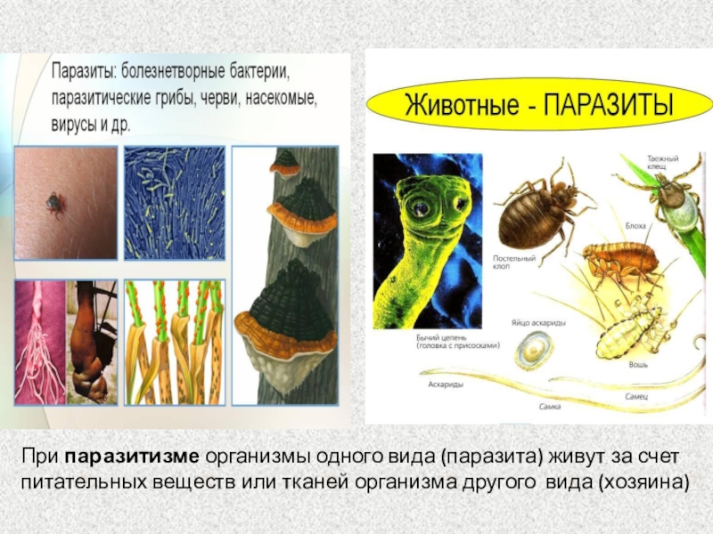 Паразитический образ. Парпзетические организм. Паразиты примеры животных. Паразитические животные организмы..