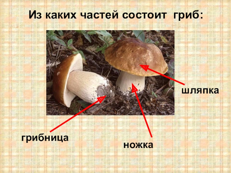 Из чего состоит гриб картинки