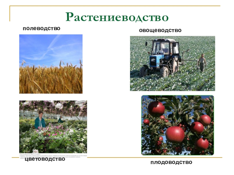 Проект по теме растениеводство 8 класс