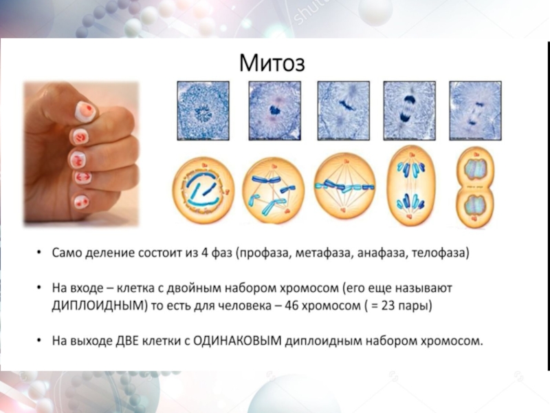 Биология 9 класс митоз презентация 9 класс