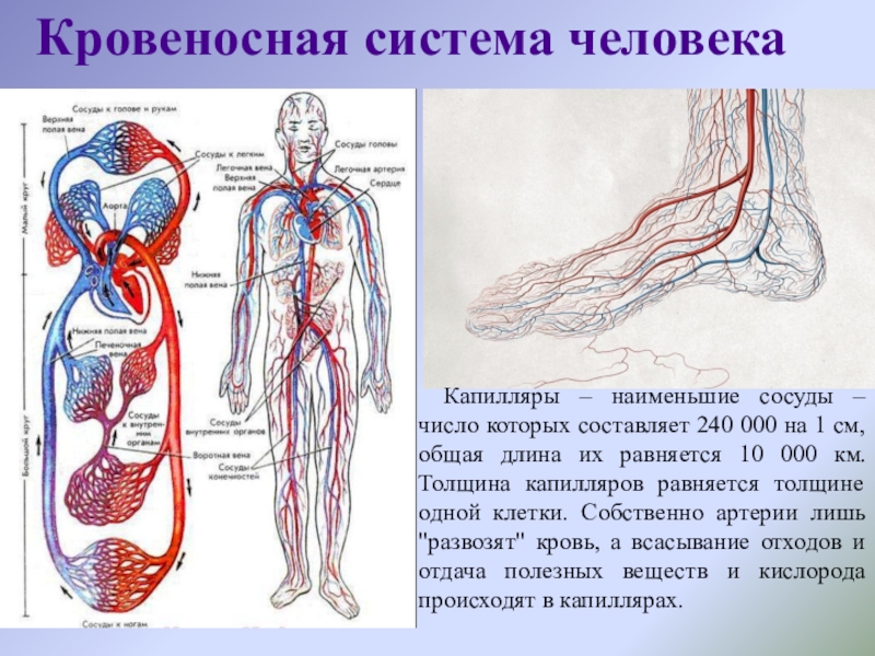 Кровеносная система человека. Кровеносное система челорвека. Кровеносная система сердце вены артерии капилляры