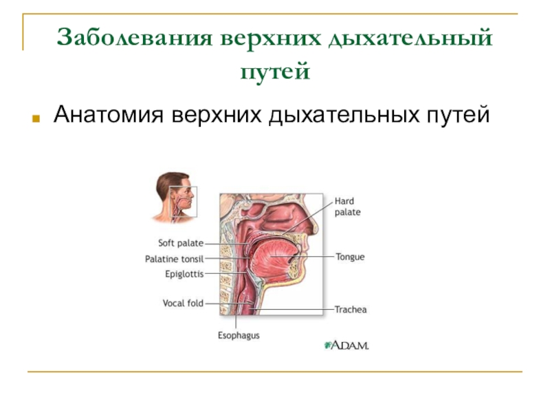 Инфекция верхних дыхательных путей. Болезни дыхательных путей. Инфекции верхних дыхательных путей. Воспалительные заболевания верхних дыхательных путей. Заболевания верхних дыхательных путей патология.