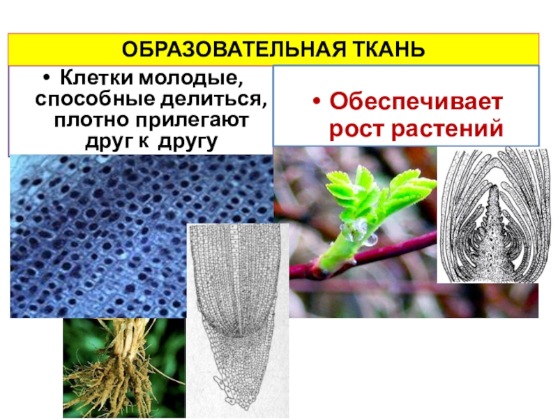 Меристема образует. Что такое образовательная ткань в биологии. Рост растения образовательные ткани. Как выглядит образовательная ткань. Образовательная ткань листа.
