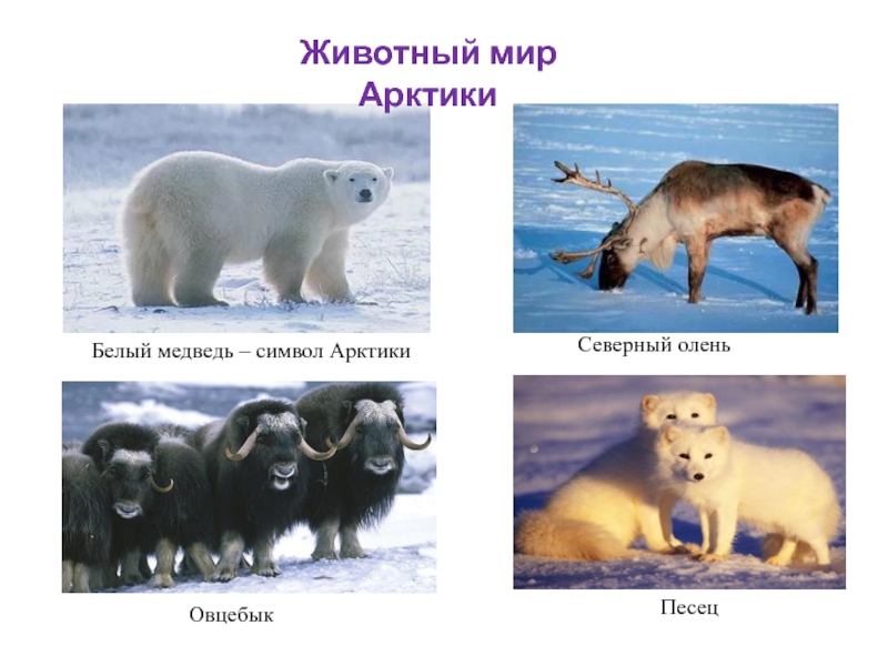 Белый медведь – символ АрктикиЖивотный мир АрктикиСеверный оленьОвцебыкПесец