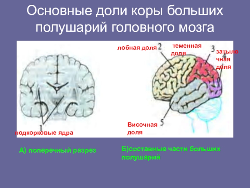 Кору и полушария в головном мозге имеют. Корковые ядра лобной доли. Доли коры больших полушарий. Основные доли коры больших полушарий головного мозга.