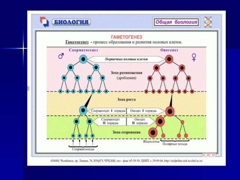 Схема образования половых клеток