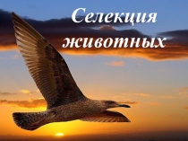 Презентация к теме урока Селекция животных и микроорганизмов