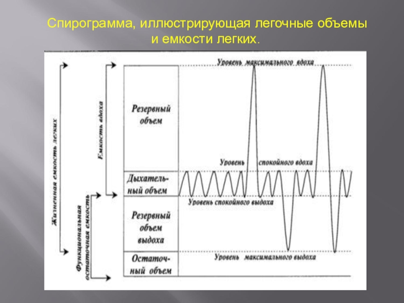 Спирограмма. Легочные объемы спирограмма физиология. Спирограмма дыхательные объемы и емкости. Легочные объемы на спирограмме. Дыхательный объем на спирограмме.