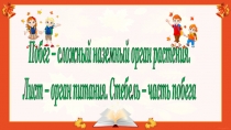 Урок 17. Побег – сложный наземный орган растения. Лист – орган питания. Стебель – часть побега