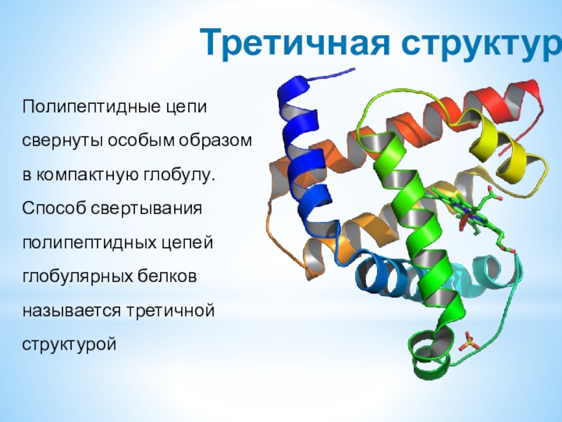 Третичная структураПолипептидные цепи свернуты особым образом в компактную глобулу. Способ свертывания полипептидных цепей глобулярных белков называется третичной