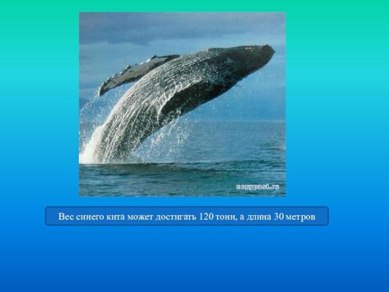 Масса синего кита достигает. Синий кит вес. Синий кит длина. Сколько весит синий кит фото. Голубой кит вес.