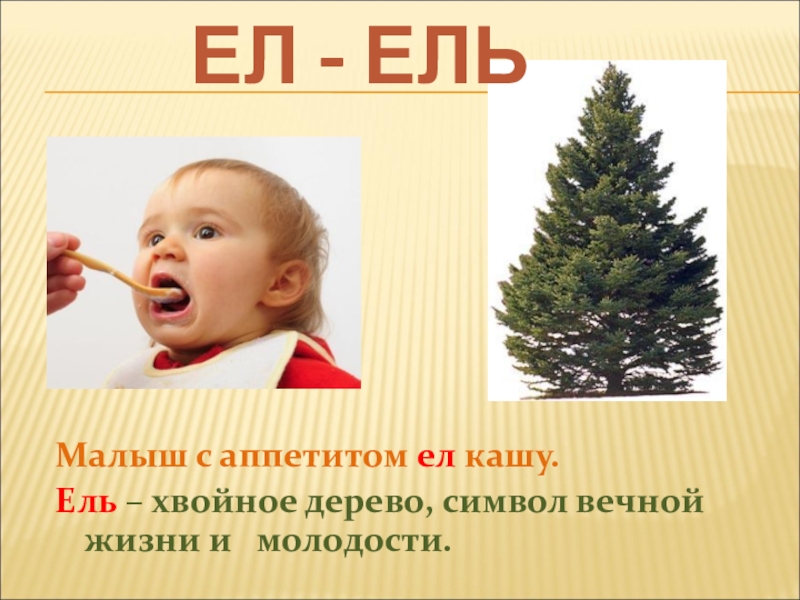 Ели съели. Ел ель. Значение слова ель. Лексическое слово ель. Ел ель картинки для детей.