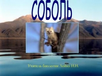 Соболь, образ жизни и поведение (байкаловедение)