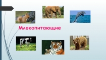 Презентация по окружающему миру Млекопитающие