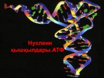 Химия пәнінен презентация нуклеин қышқылдары