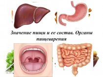 Презентация по биологии Значение пищи