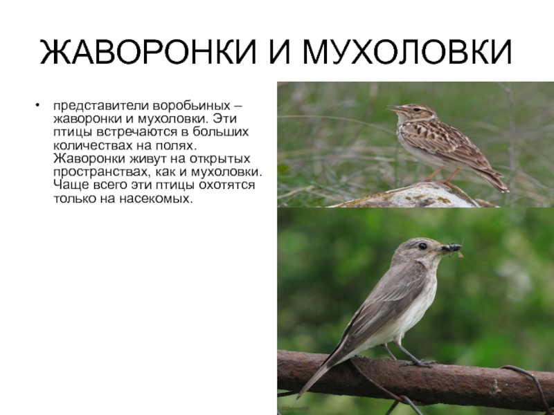 Впр 6 класс русский природа одела жаворонка. Жаворонок. Жаворонки птицы. Мухоловка птица. Жаворонок виды.