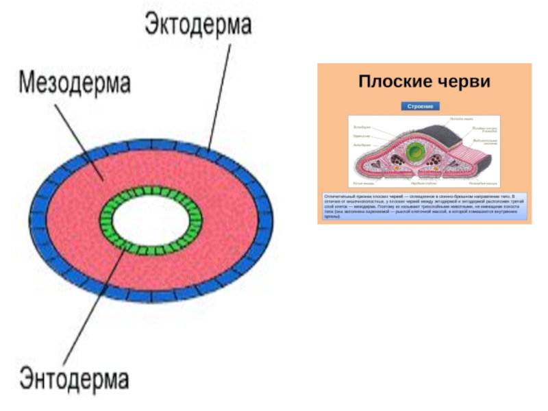Появление третьего слоя клеток. Мезодерма у плоских червей. У плоских червей есть мезодерма. Строение червя мезодерма. Эктодерма мезодерма энтодерма у плоских червей.
