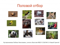 Презентация Половой отбор! 11 класс