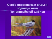 Презентация по экологии Красноярского края на тему Экологические группы птиц