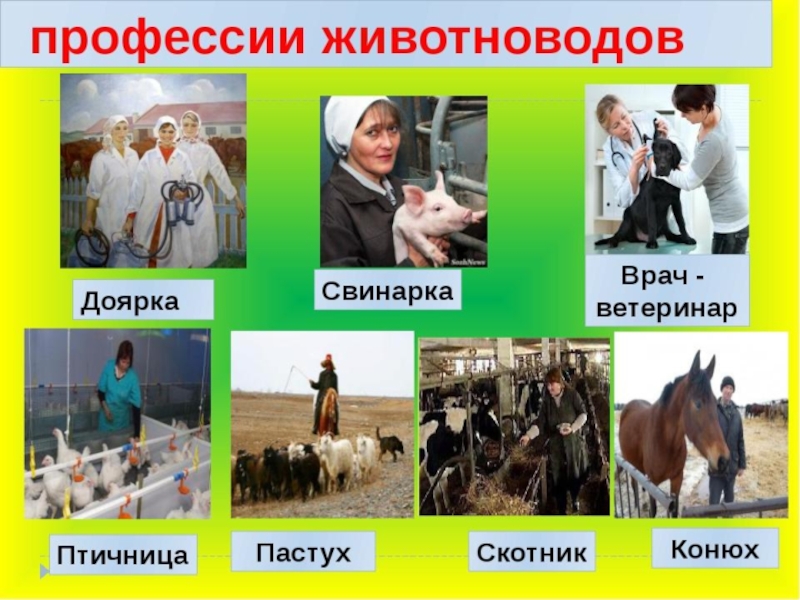 Окружающий мир какие профессии необходимы в экономике. Профессии животноводства. Профессия животновод. Профессии связанные с животными. Сельскохозяйственные профессии для дошкольников.