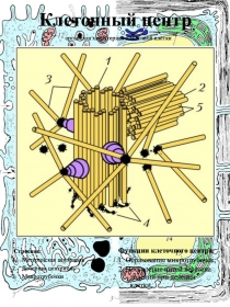 Раздаточный материал по теме: Эукариотическая клетка_Клеточный центр (центриоли)