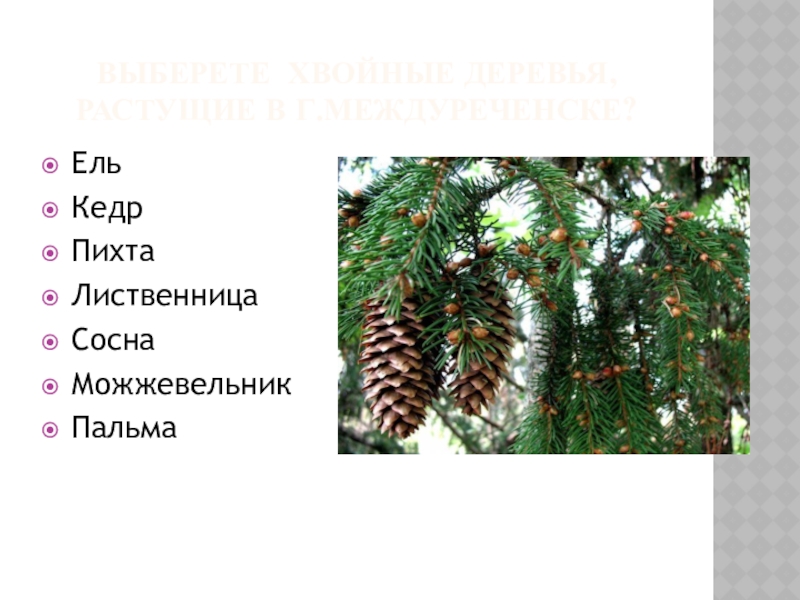Ель елка кедр пихта. Ель пихта кедр лиственница. Ель пихта сосна кедр лиственница. Ель сосна пихта кедр отличия. Ель сосна пихта.