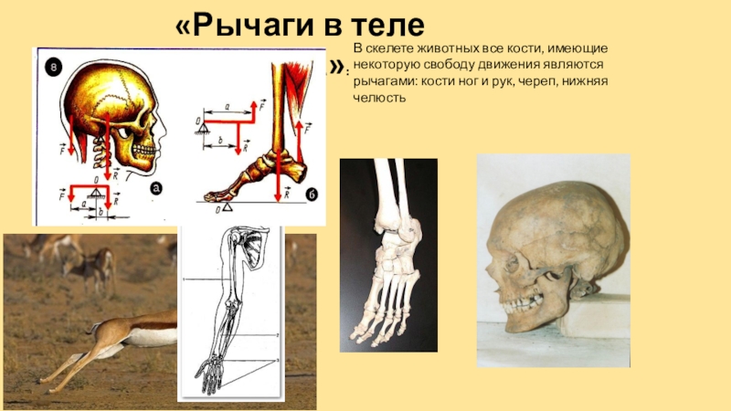 Рычаги в теле человека картинки