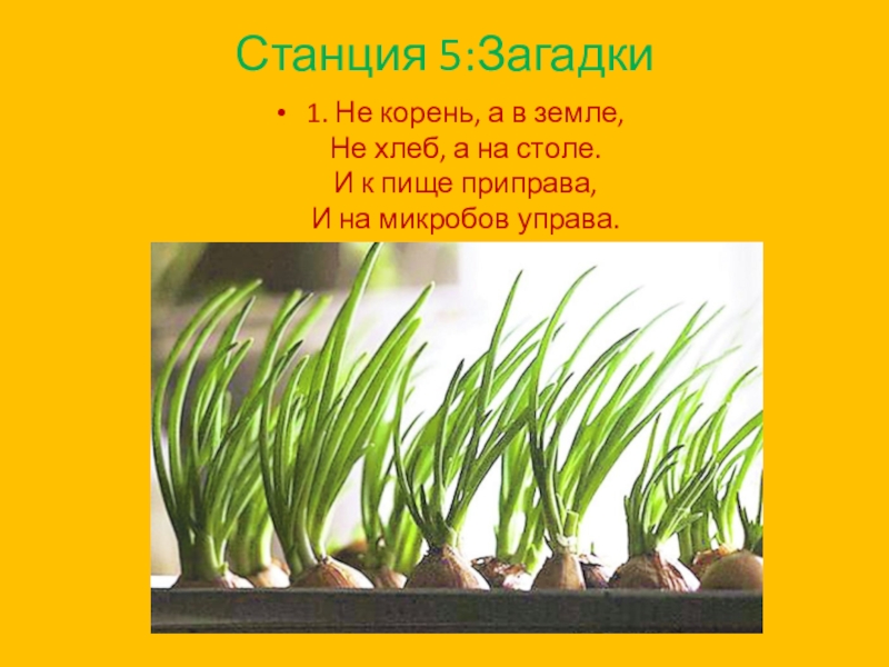 Загадка корень. Загадки про корнеплоды. Загадка про корень. Загадки о корнепластах. Загадки о корнях, корневых системах.