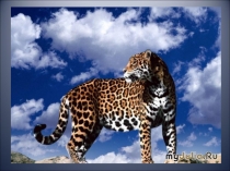 Презентация по окружающему миру