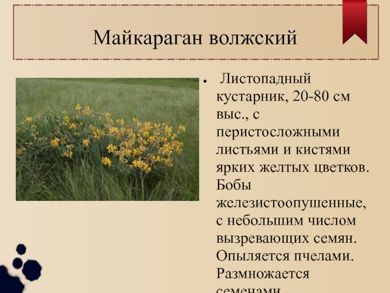 Растения ростовской. Майкараган Волжский описание. Растения Ростовской области. Растения рострв кой обо. Редкие и исчезающие растения Ростовской области.