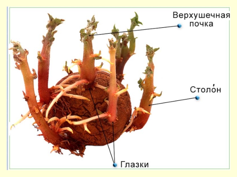 Клубень. Клубень и столоны картофеля. Столоны видоизмененные побеги. Видоизменение побегов столоны. Подземные метаморфозы побега клубень картофеля.