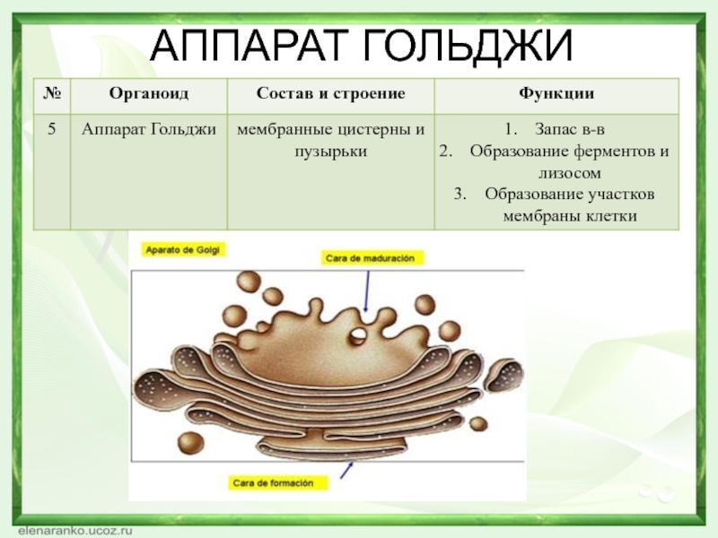 Аппарат гольджи на рисунке